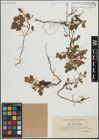 Foto von Salix herbacea L. x Salix polaris Wahlenb.